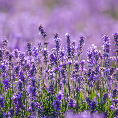 Natural Being Lavander Aloe Hand Sanitizer