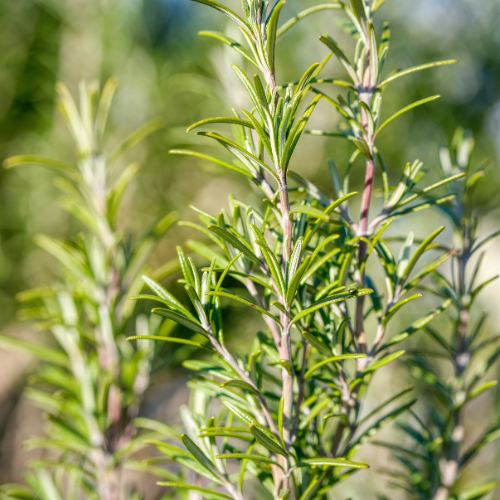 Natural Being Rosemary Aloe Hand Sanitizer