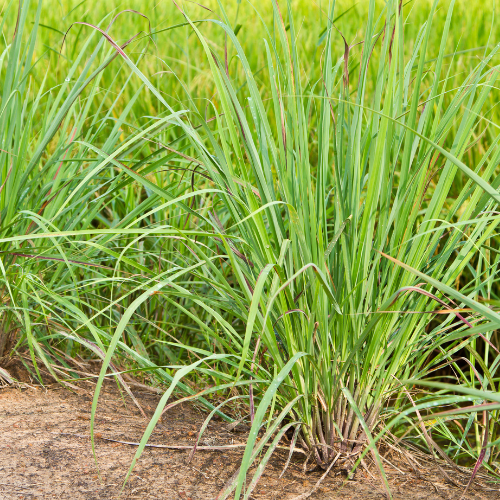 Natural Being Lemongrass Aloe Hand Sanitizer